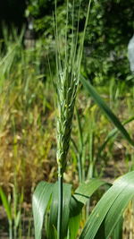 Close-up of fresh green plant