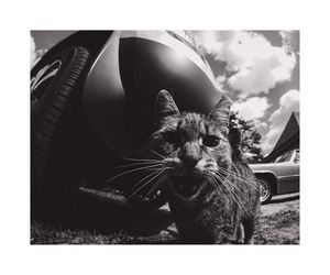 Close-up portrait of cat meowing by car