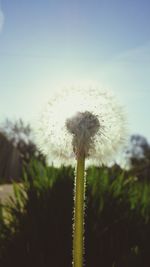 Close-up of dandelion flowers