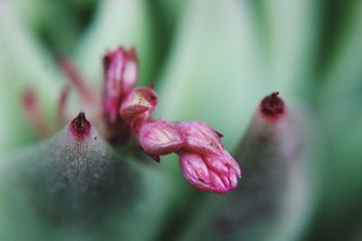 Close-up of pink rose flower bud