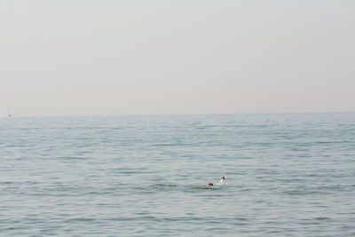View of swan in sea against clear sky