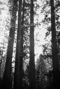 Pine trees in forest