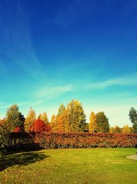 Trees on field against blue sky