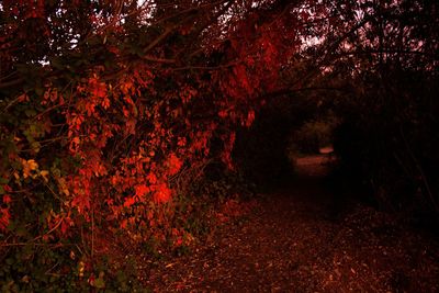 Trees in forest