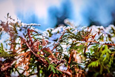 Close-up of snow on plant against sky