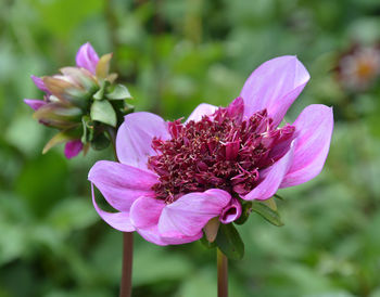 Close-up of pink flowers