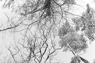 Low angle view of bare trees against sky