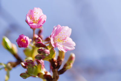 Close-up of pink cherry blossom