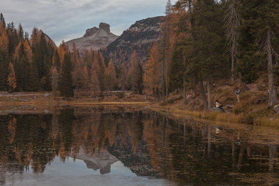 Scenic view of lake in forest