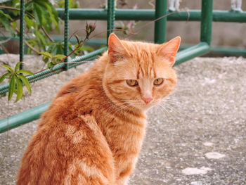 Portrait of ginger cat