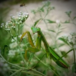 Close-up of insect on plant