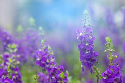 Close-up of purple flowering plants