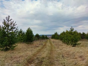 Road in the field between young pine trees stretching into the distance to the village