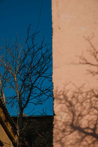 Low angle view of bare tree against building