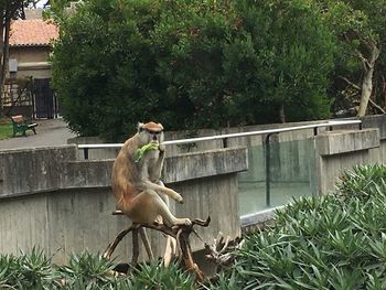 Monkey on tree by plants