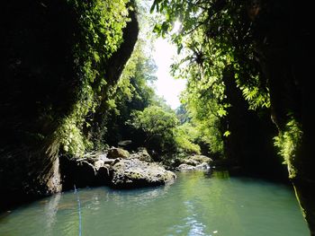 Scenic view of river amidst trees in forest