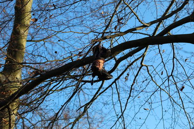 Low angle view of bird on branch against sky