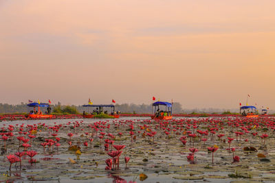 Flowers on lake at sunset