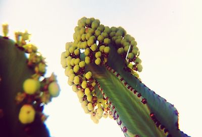 Low angle view of grapes against sky