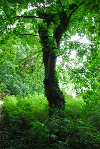 Low angle view of trees