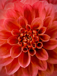 Close-up of red flower