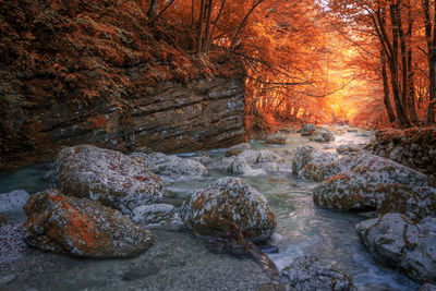 Rock formation amidst trees in forest during autumn