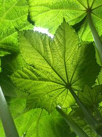 Close-up of green leaves