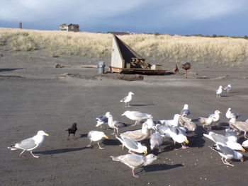 Seagulls flying on beach against sky