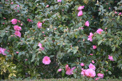 Close-up of pink rose flowers in garden