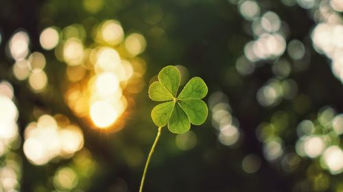 Close-up of plant against blurred background