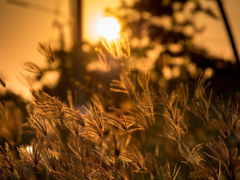 Close-up of stalks in field against sunset