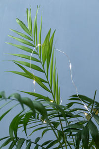 Close-up of fresh green plant against sky