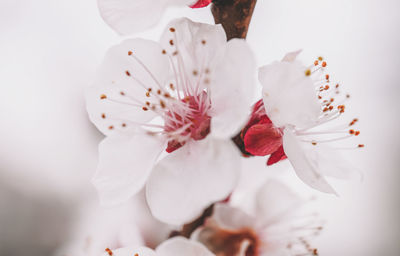 Close-up of white cherry blossom