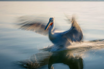 Close-up of bird flying over sea