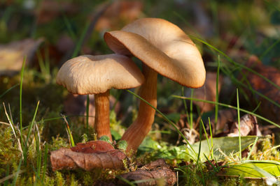 Close-up of mushroom growing on field