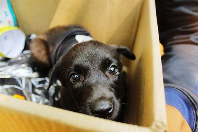 High angle portrait of black dog in box