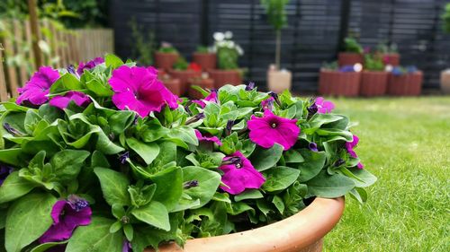 Close-up of pink flowers
