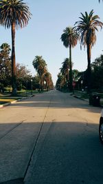 Road along trees