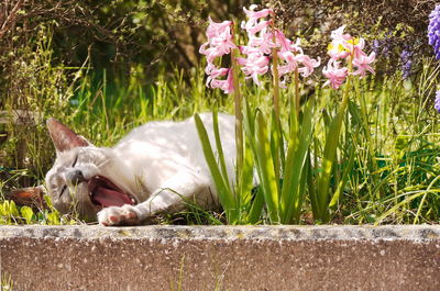 Cat in grass