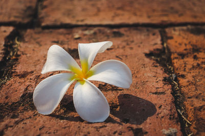 Close-up of white frangipani on plant
