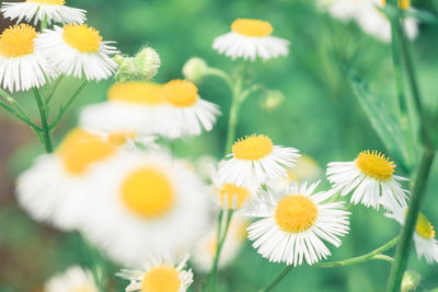 Detail shot of white flowers