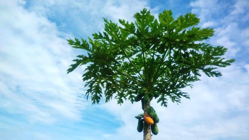 Low angle view of tree against sky