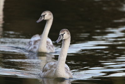 Two cygnets  swimming in lake