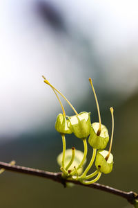 Close-up of yellow flower bud