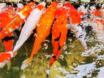 High angle view of koi carps swimming in pond