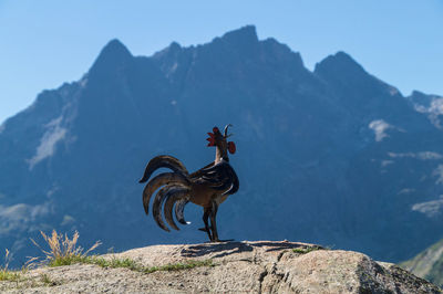 Metallic rooster sculpture on rock against mountain