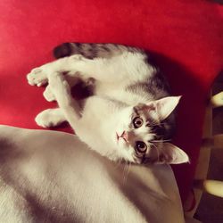 Close-up of cat lying on sofa