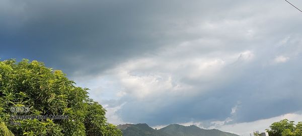 Low angle view of trees against sky