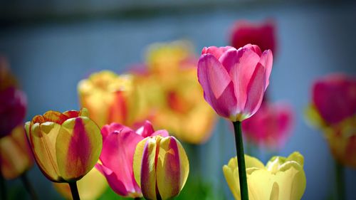 Close-up of pink tulips