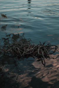 High angle view of duck swimming in sea